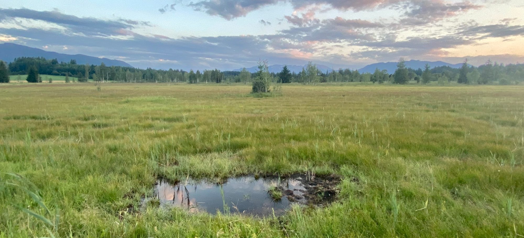 Natur- Coaching in Bad Tölz Ellbacher Moor bei Bad Tölz